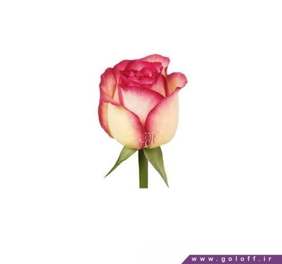 گل رز هلندی گلو - Rose | گل آف